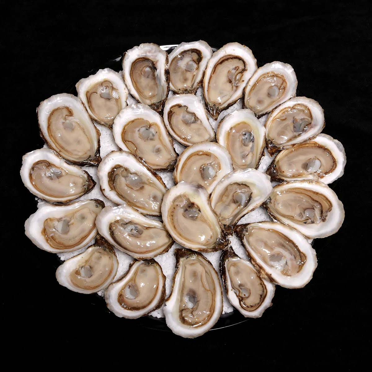Raspberry Point & Lucky Limes Oysters -DUO Explorer Platter of 36 Pre-Opened Oysters on ICE